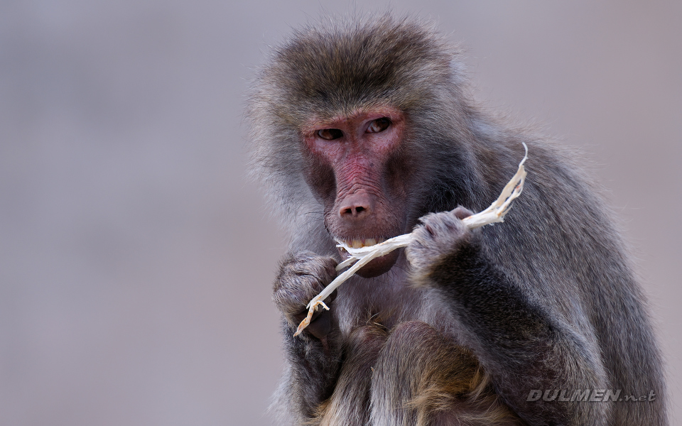 01 Hamadryas baboon (Papio hamadryas)